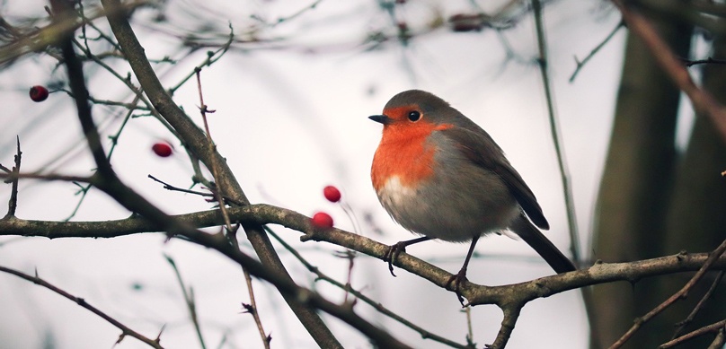 robin gdd5b563c1 1280